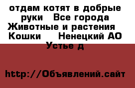 отдам котят в добрые руки - Все города Животные и растения » Кошки   . Ненецкий АО,Устье д.